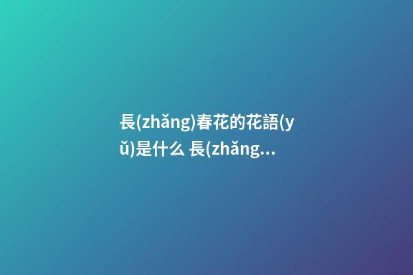 長(zhǎng)春花的花語(yǔ)是什么 長(zhǎng)春花的寓意
